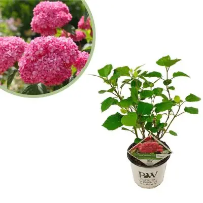 Hortensia Pink Annabelle - Hydrangea Arborescens - P19 bij Plantje.nl