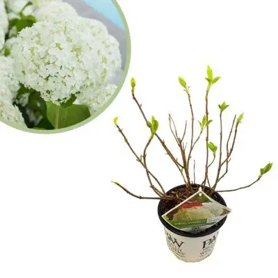 Hortensia Strong Annabelle - Hydrangea Arborescens - P19 bij Plantje.nl