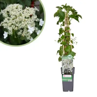 Hydrangea Petiolaris - Klimhortensia - P15 bij Plantje.nl
