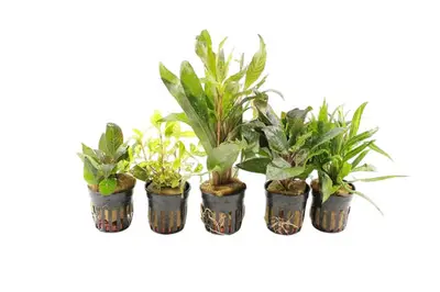 Hygrophila Aquariumplanten Mix bij Aquariumplantenshop