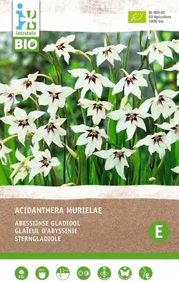 Intratuin biologische bloembollen Abessijnse gladiool (Acidanthera murielae) 10 stuks bij Intratuin