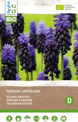 Intratuin biologische bloembollen Blauw druifje (Muscari latifolium) 10 stuks bij Intratuin