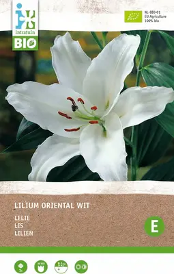 Intratuin biologische bloembollen Lelie (Lilium oriental) wit bij Intratuin