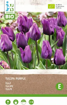Intratuin biologische Bloembollen Tulp (Tulipa) donkerpaars 6 stuks bij Intratuin