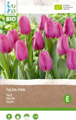 Intratuin biologische Bloembollen Tulp (Tulipa) roze 6 stuks bij Intratuin