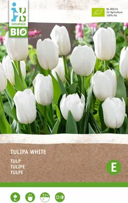Intratuin biologische Bloembollen Tulp (Tulipa) wit 6 stuks bij Intratuin