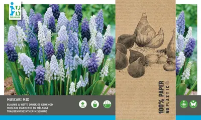 Intratuin bloembollen Blauw druifje (Muscari) blauw, wit 40 stuks bij Intratuin