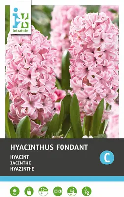 Intratuin bloembollen Hyacint (Hyacinthus 'Fondant') 5 stuks bij Intratuin