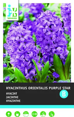 Intratuin bloembollen Hyacint (Hyacinthus orientalis 'Purple Star') 5 stuks bij Intratuin
