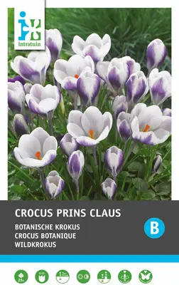 Intratuin bloembollen Krokus (Crocus 'Prins Claus') 25 stuks bij Intratuin