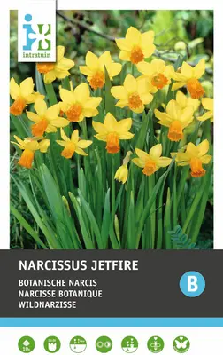 Intratuin bloembollen Narcis (Narcissus 'Jetfire') 10 stuks bij Intratuin