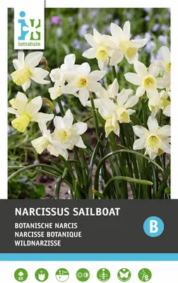 Intratuin Bloembollen Narcis (Narcissus 'Sailboat') 10 stuks bij Intratuin