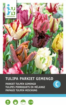 Intratuin bloembollen Parkiettulp (Tulipa 'Parrot') gemengd 7 stuks bij Intratuin