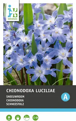 Intratuin bloembollen Sneeuwroem (Chionodoxa lucilea) 25 stuks bij Intratuin