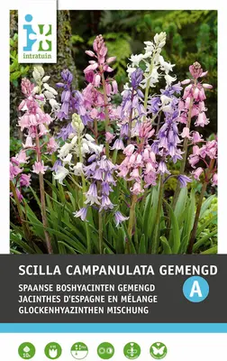 Intratuin bloembollen Sterhyacint (Scilla campanulata) mix 10 stuks bij Intratuin