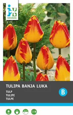 Intratuin bloembollen Tulp (Tulipa 'Banja Luka') 10 stuks bij Intratuin