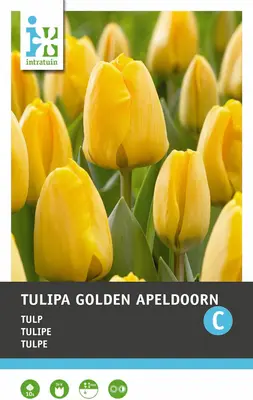 Intratuin bloembollen Tulp (Tulipa 'Golden Apeldoorn') 10 stuks bij Intratuin