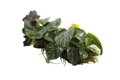 Kienhout Medium met Anubias bij Aquariumplantenshop