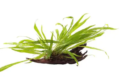 Kienhout Medium met Microsorum bij Aquariumplantenshop