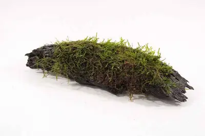 Kienhout Medium met Vesicularia Dubyana bij Aquariumplantenshop