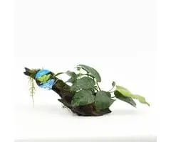 Kienhout met Anubias bij OnlineAquariumSpullen