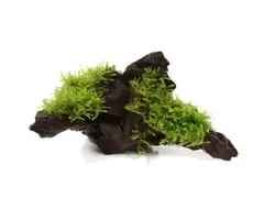 Kienhout met Christmas moss bij OnlineAquariumSpullen