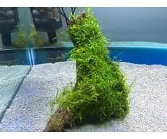 Kienhout met javamos bij OnlineAquariumSpullen