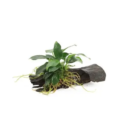 Kienhout Nano met Anubias bij Aquariumplantenshop