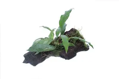 Kienhout Small met Anubias bij Aquariumplantenshop