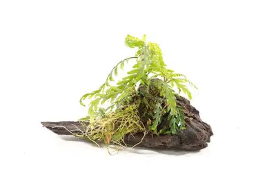 Kienhout Small met Hygrophila Pinnatifida bij Aquariumplantenshop