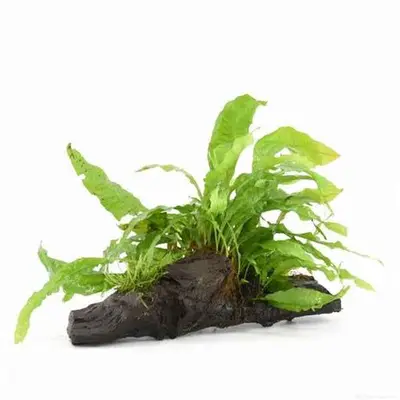 Kienhout Small met Microsorum bij Aquariumplantenshop