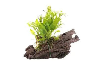 Kienhout Small met Microsorum Specie bij Aquariumplantenshop