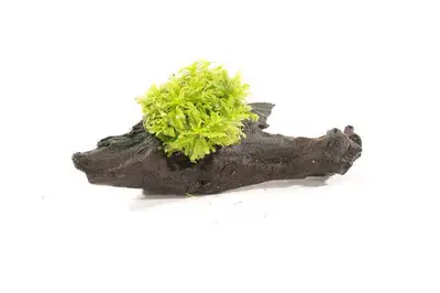 Kienhout Small met Pogostemon bij Aquariumplantenshop