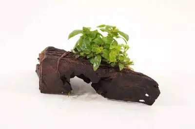 Kienhout Small met Staurogyne Repens bij Aquariumplantenshop