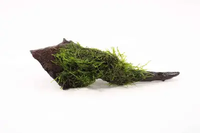 Kienhout Small met Vesicularia Dubyana bij Aquariumplantenshop