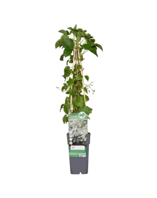 Klimhortensia bij Fleurdirect
