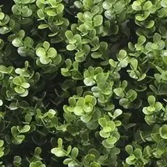 Kunstplanten mat 50x50 cm buxus Buitengewoon de Boet bij Warentuin