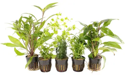Makkelijke Aquariumplanten Mix bij Aquariumplantenshop