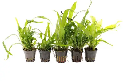 Microsorum Aquariumplanten Mix bij Aquariumplantenshop