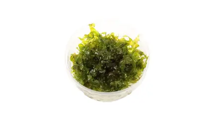Mos Aquariumplanten Mix bij Aquariumplantenshop