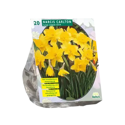 Narcis Carlton per 20 bloembollen Baltus bij Warentuin