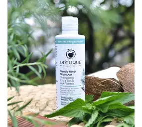 Odylique Milde Kruiden Shampoo bij The Green Beauty Shop