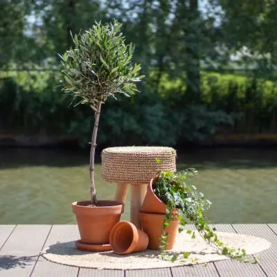 Olea Europaea - Olijfboom - P21 bij Plantje.nl