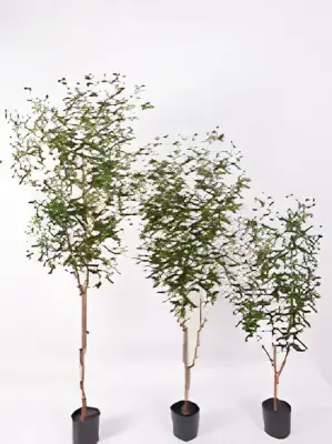 Olijfboom 120 cm kunstplant Oosterik Home bij Warentuin