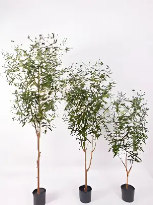 Olijfboom 150 cm kunstplant Oosterik Home bij Warentuin
