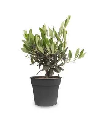 Olijfboom bij Fleurdirect