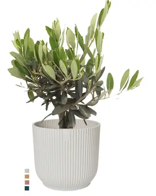 Olijfboom in Elho bij Fleurdirect