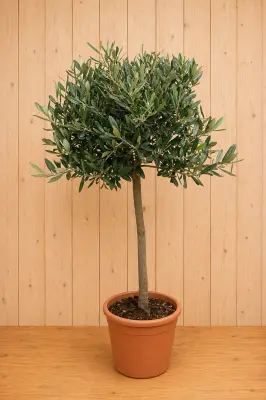 Olijfboom Olea 100 cm Warentuin Natuurlijk bij Warentuin