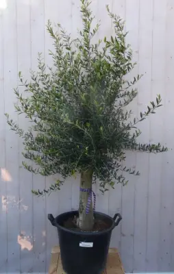 Olijfboom Olea 180 cm Dikke Stam 45 cm hoog Warentuin Natuurlijk bij Warentuin