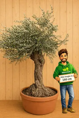 Olijfboom Olea 250 cm XL-stam Olijfboom Warentuin Natuurlijk bij Warentuin